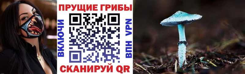 Псилоцибиновые грибы мицелий  купить наркотики сайты  Каменск-Уральский 